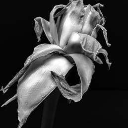 Obra de arte de Conrado Krainer - Beladona Lily, 2024 - Fotografia, Digital